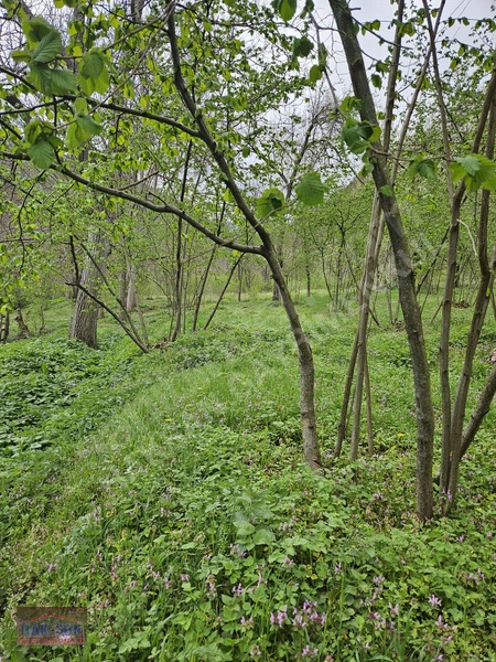 Mudurnu Tosunlar Köyünde Satılık 1415 M2 Bağ — fotoğraf 9