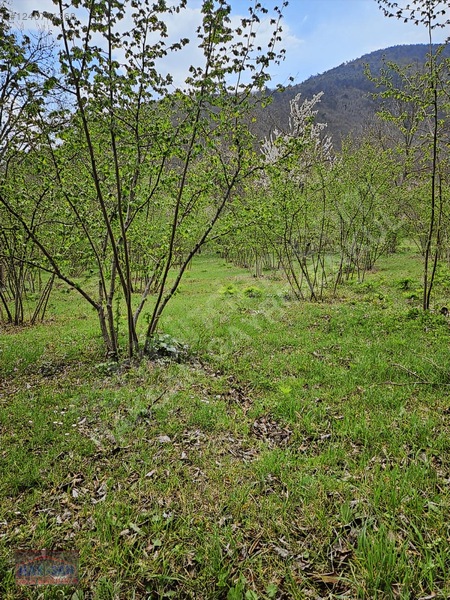 Mudurnu Tosunlar Köyünde Satılık 1415 M2 Bağ — fotoğraf 13