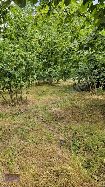 Mudurnu Tosunlar Köyünde Satılık 1415 M2 Bağ — fotoğraf 35