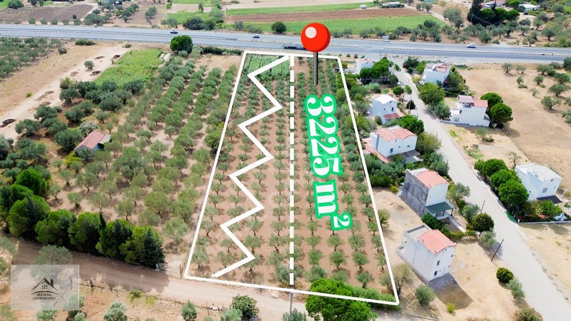 Bergama Zeytindağ'Da 3.225 M² Satılık Verimli Zeytinlik