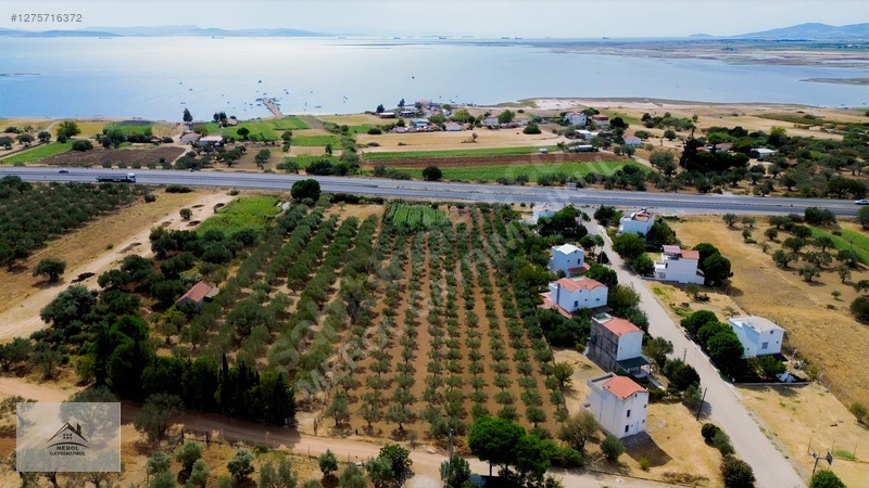 Bergama Zeytindağ'da 3.225 M² Satılık Verimli Zeytinlik — fotoğraf 3