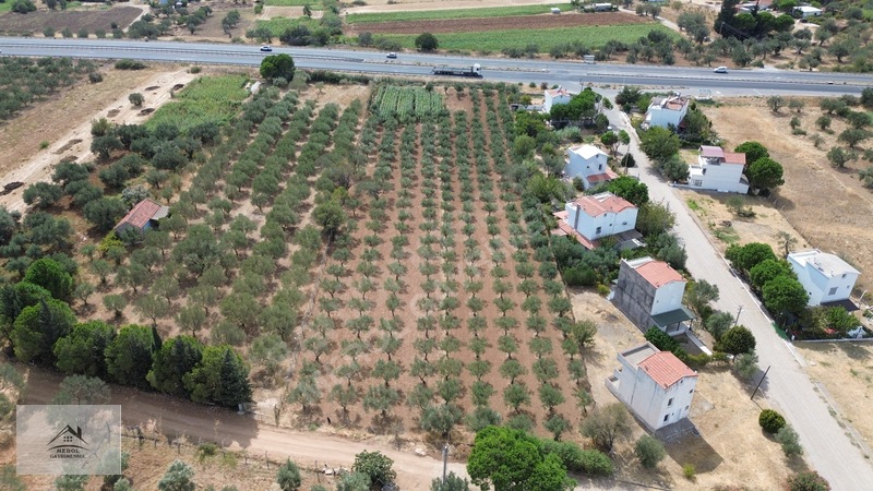 Bergama Zeytindağ'da 3.225 M² Satılık Verimli Zeytinlik — fotoğraf 4