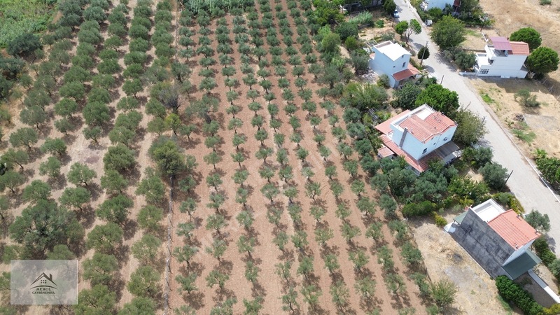 Bergama Zeytindağ'da 3.225 M² Satılık Verimli Zeytinlik — fotoğraf 5