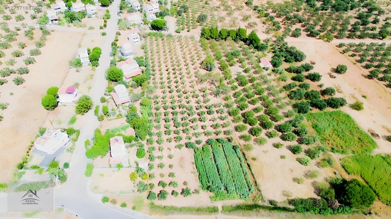 Bergama Zeytindağ'da 3.225 M² Satılık Verimli Zeytinlik — fotoğraf 7