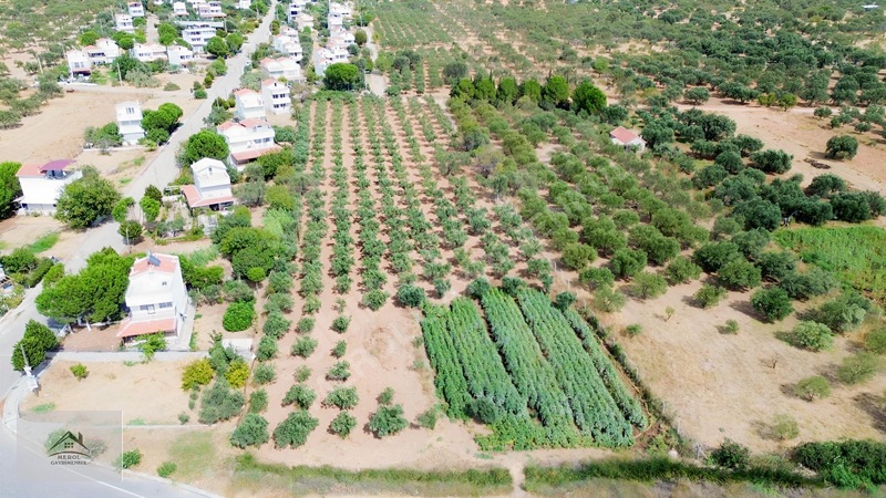 Bergama Zeytindağ'da 3.225 M² Satılık Verimli Zeytinlik — fotoğraf 9