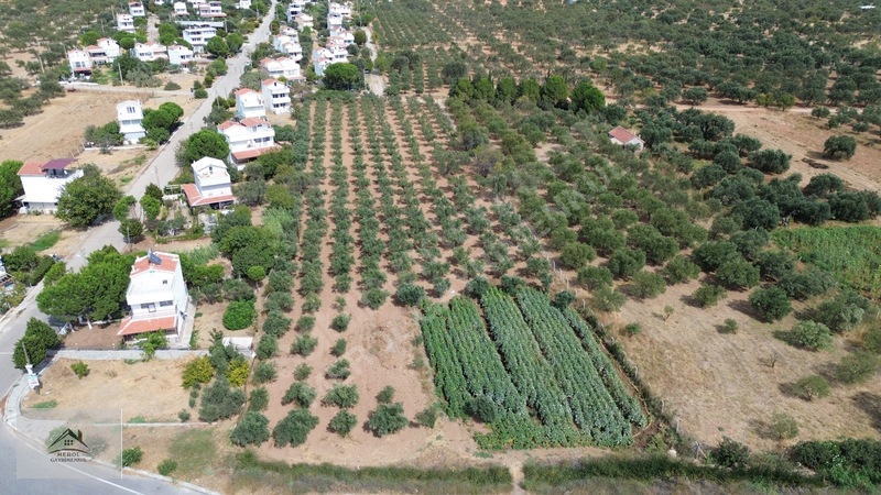 Bergama Zeytindağ'da 3.225 M² Satılık Verimli Zeytinlik — fotoğraf 10