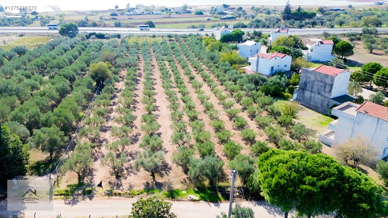 Bergama Zeytindağ'da 3.225 M² Satılık Verimli Zeytinlik — fotoğraf 13