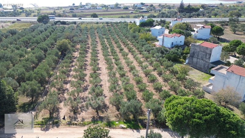 Bergama Zeytindağ'da 3.225 M² Satılık Verimli Zeytinlik — fotoğraf 14