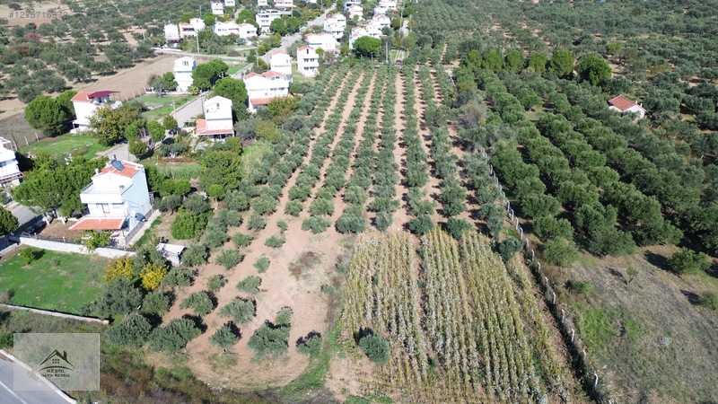 Bergama Zeytindağ'da 3.225 M² Satılık Verimli Zeytinlik — fotoğraf 16
