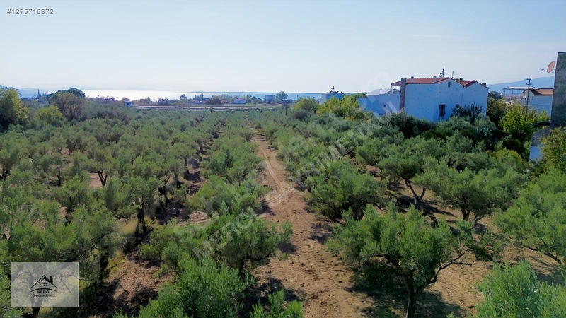 Bergama Zeytindağ'da 3.225 M² Satılık Verimli Zeytinlik — fotoğraf 25