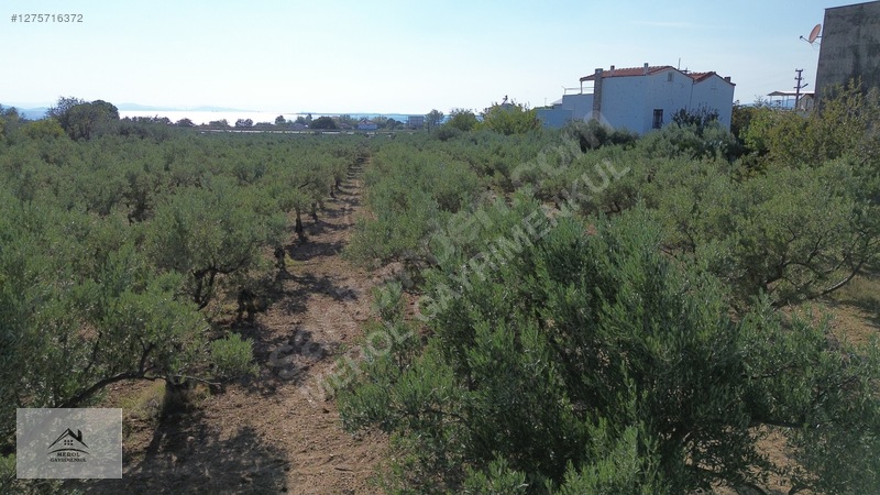 Bergama Zeytindağ'da 3.225 M² Satılık Verimli Zeytinlik — fotoğraf 26