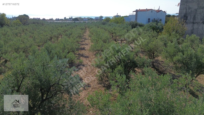 Bergama Zeytindağ'da 3.225 M² Satılık Verimli Zeytinlik — fotoğraf 27