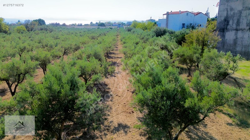 Bergama Zeytindağ'da 3.225 M² Satılık Verimli Zeytinlik — fotoğraf 28