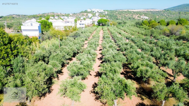 Bergama Zeytindağ'da 3.225 M² Satılık Verimli Zeytinlik — fotoğraf 29