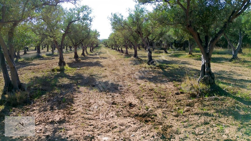 Bergama Zeytindağ'da 3.225 M² Satılık Verimli Zeytinlik — fotoğraf 30