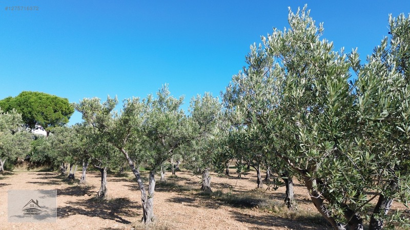 Bergama Zeytindağ'da 3.225 M² Satılık Verimli Zeytinlik — fotoğraf 33