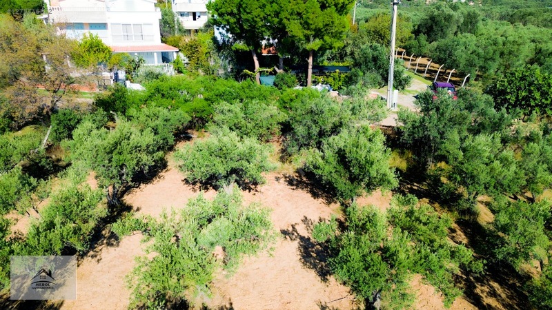 Bergama Zeytindağ'da 3.225 M² Satılık Verimli Zeytinlik — fotoğraf 34