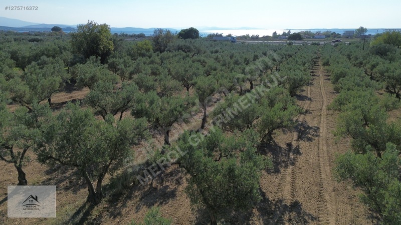 Bergama Zeytindağ'da 3.225 M² Satılık Verimli Zeytinlik — fotoğraf 40