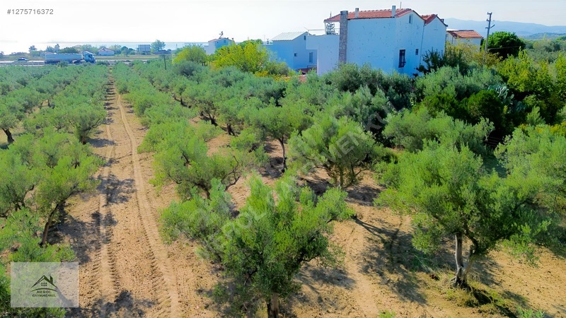 Bergama Zeytindağ'da 3.225 M² Satılık Verimli Zeytinlik — fotoğraf 41
