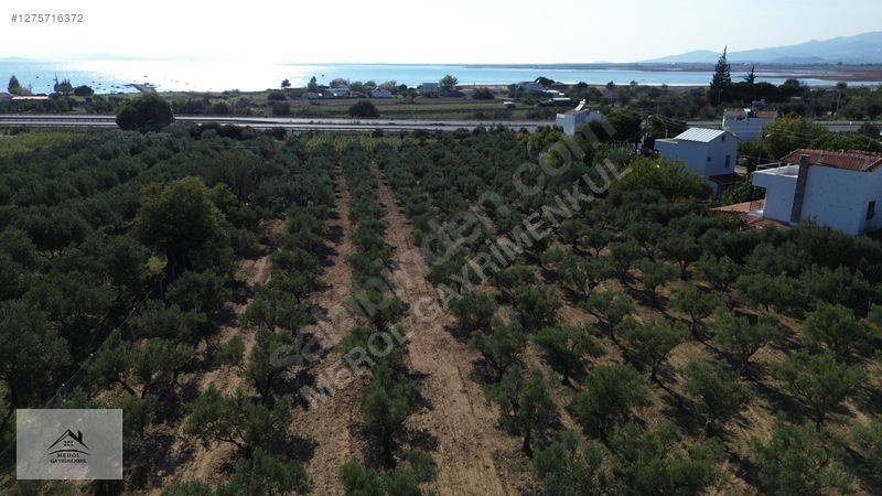 Bergama Zeytindağ'da 3.225 M² Satılık Verimli Zeytinlik — fotoğraf 43