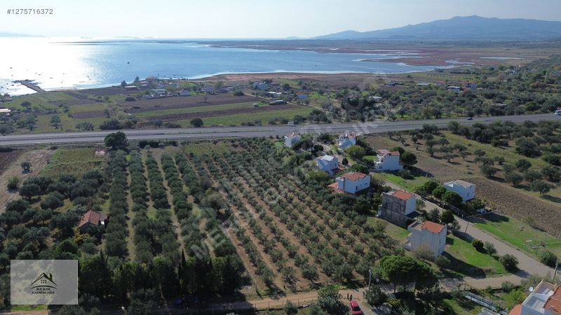 Bergama Zeytindağ'da 3.225 M² Satılık Verimli Zeytinlik — fotoğraf 44