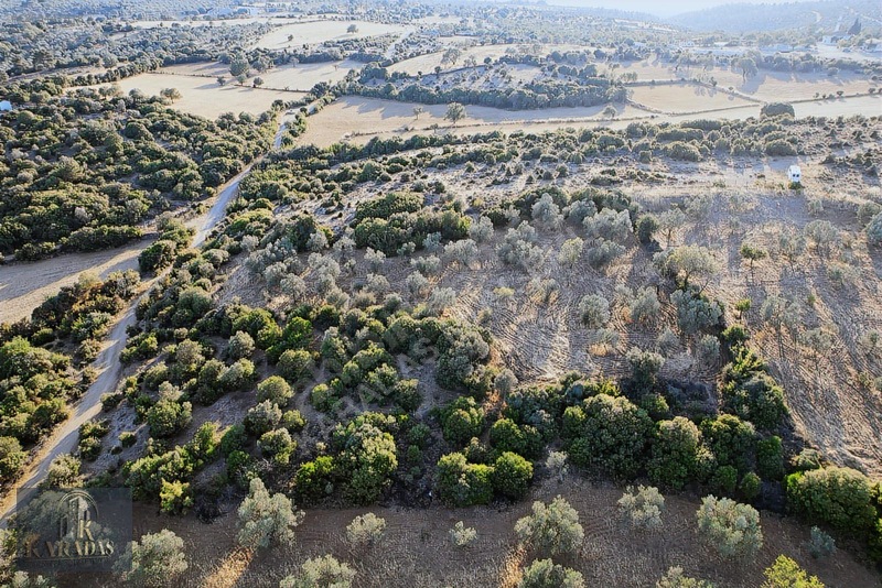 Yatırımlık Zeytinlik — fotoğraf 3