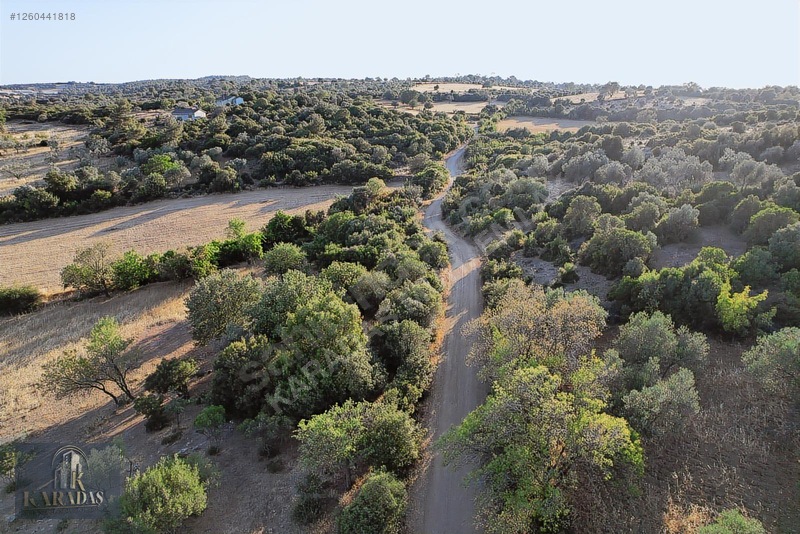 Yatırımlık Zeytinlik — fotoğraf 4