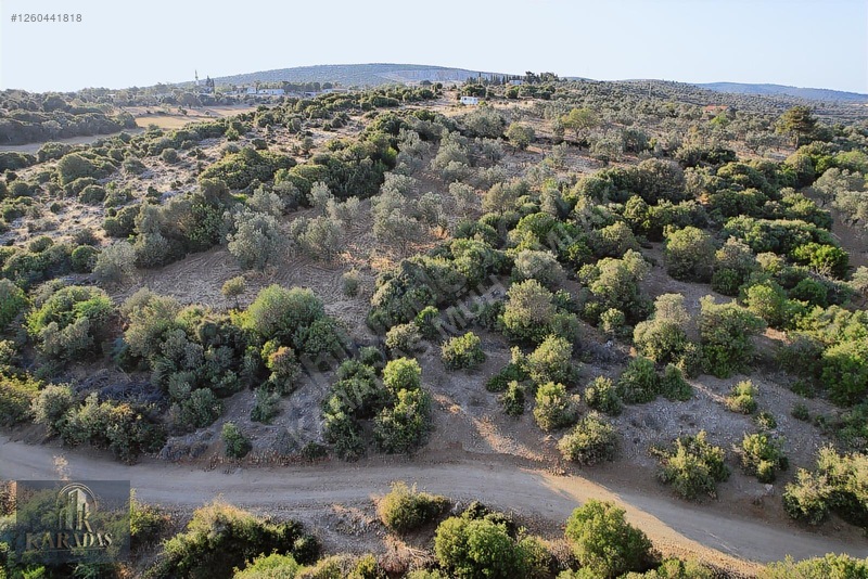 Yatırımlık Zeytinlik — fotoğraf 5
