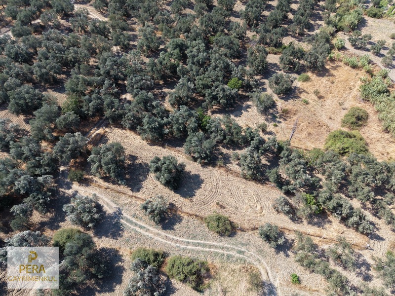 Pera Gayrimenkul'den Ayvalık Türközünde Satılık Zeytinlik — fotoğraf 6
