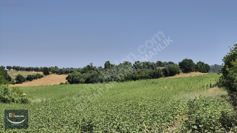 En Emlak'tan Karaisalı'da 5500 M2 Köyiçi 22d Tarla — fotoğraf 6