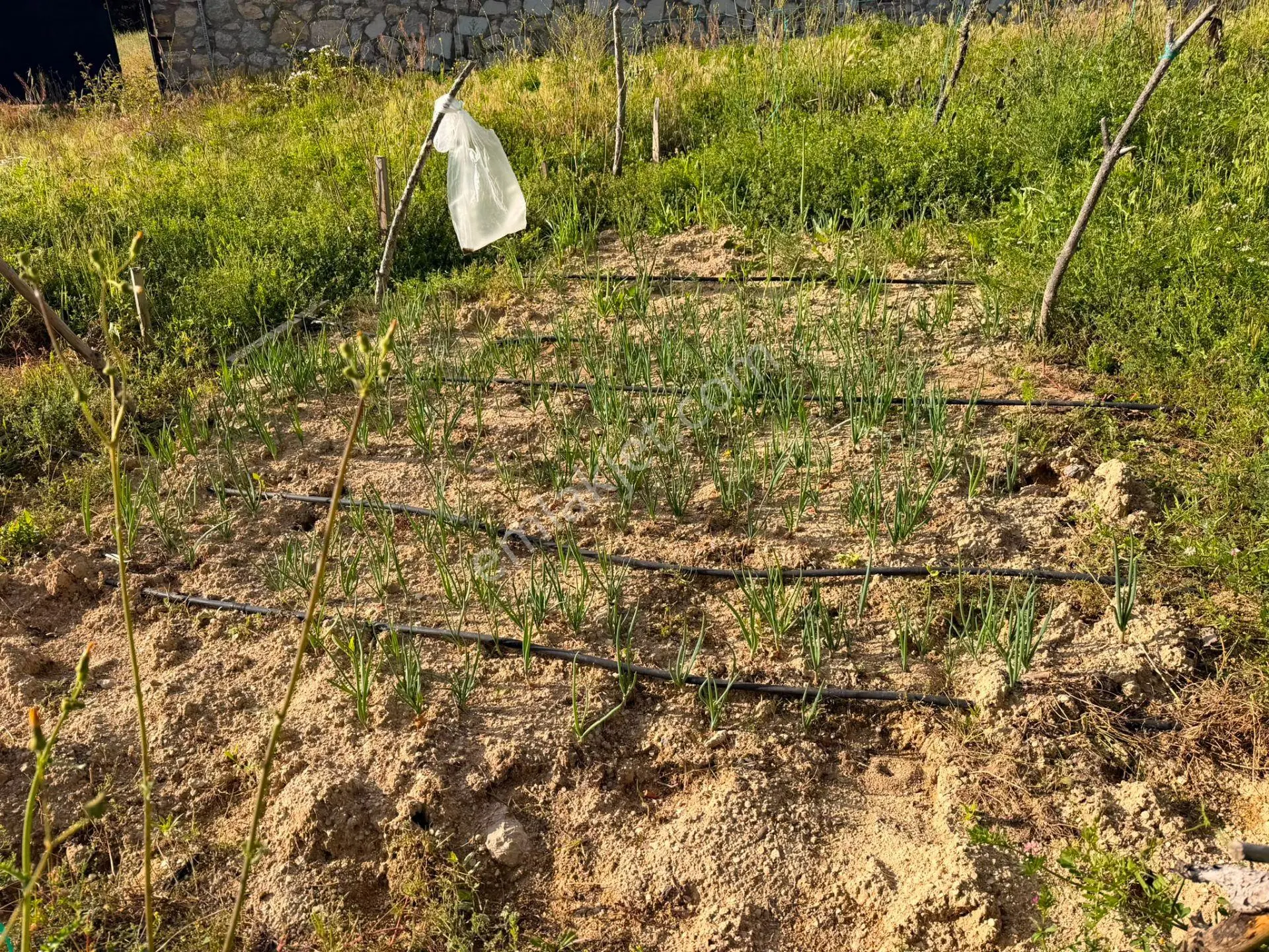 Wisremden Safranbolu Yazıköyde Mükemmel Donanımlı Tarlamız Satılıktır — fotoğraf 13
