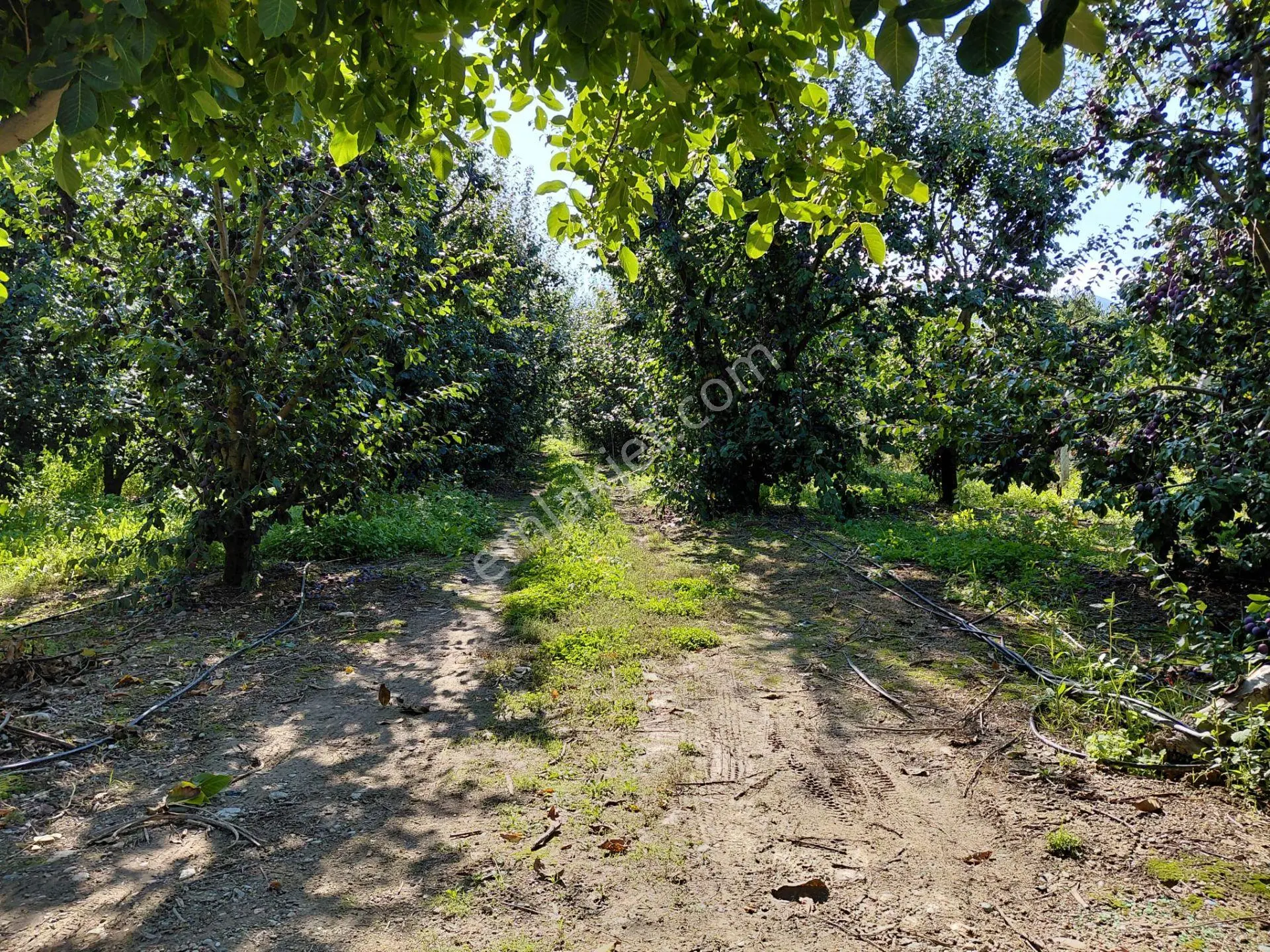 Bizizim Emlaktan Akşehir Atakent Mahallesi'nde Satılık 1713 M² Verimli Bahçe — fotoğraf 3