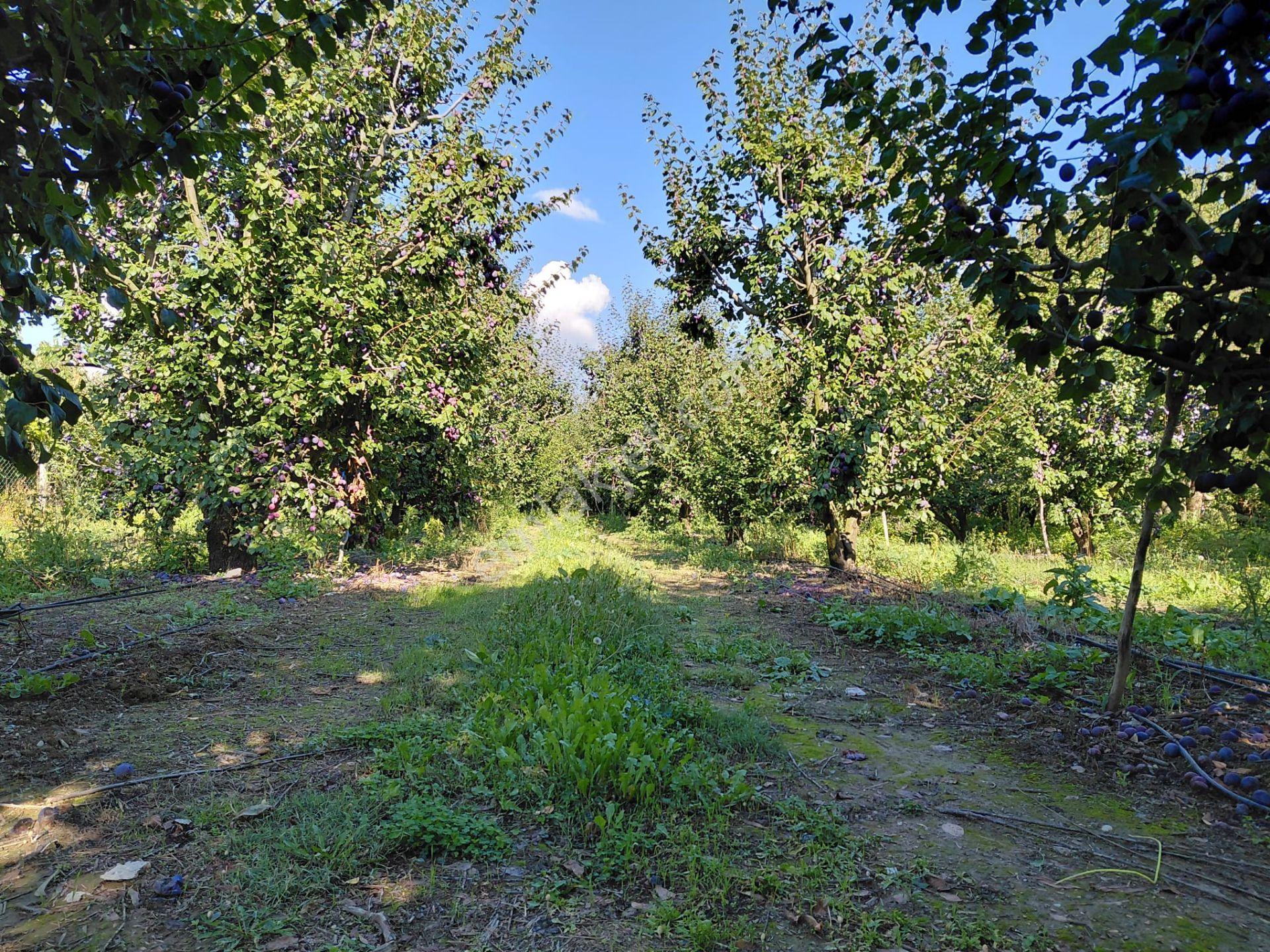 Bizizim Emlaktan Akşehir Atakent Mahallesi'nde Satılık 1713 M² Verimli Bahçe — fotoğraf 19
