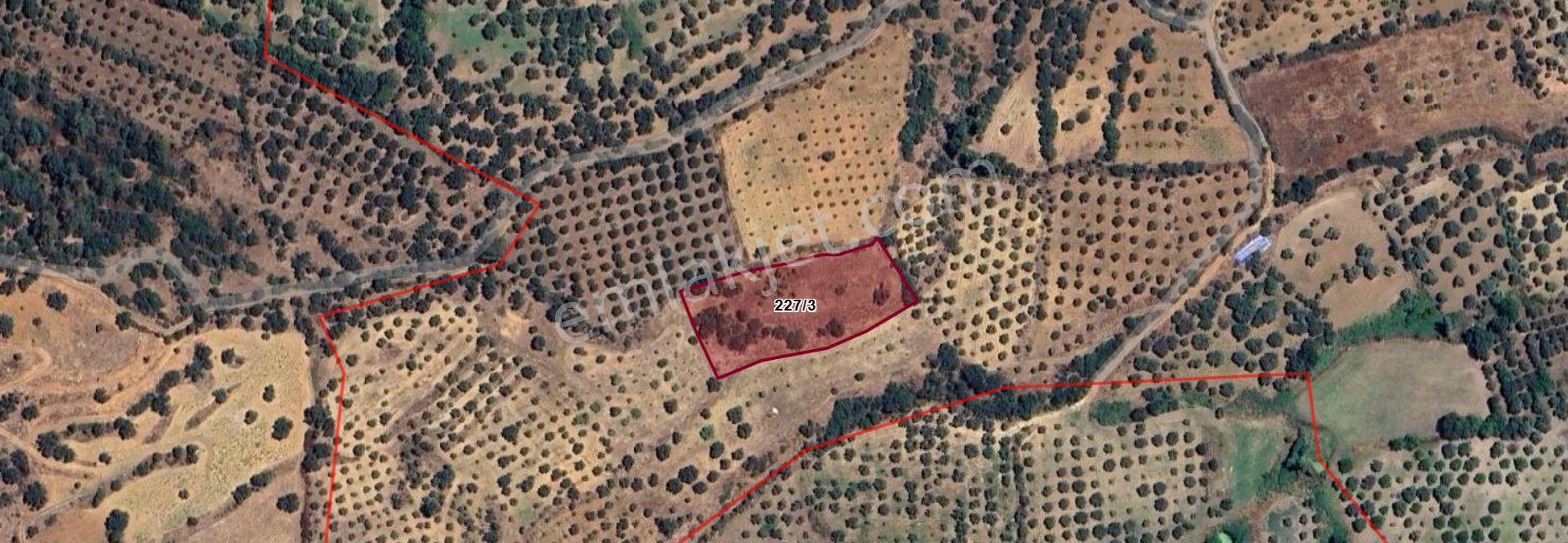 Aydın Karacasu Yenice'De Satılık 3692 M² İncir Bahçesi
