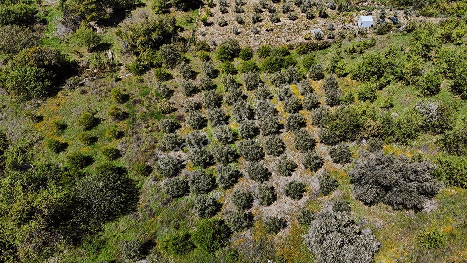 Aydoğan Emlak'tan Müstakil Tapu 18.534 M2 Tarla-sera-2 Adet Ev — fotoğraf 5