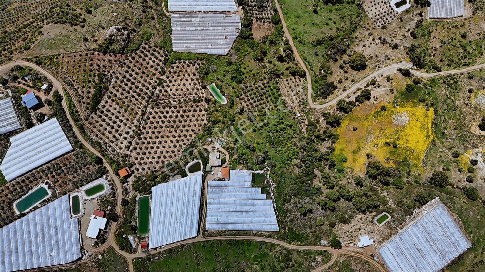 Aydoğan Emlak'tan Müstakil Tapu 18.534 M2 Tarla-sera-2 Adet Ev — fotoğraf 7