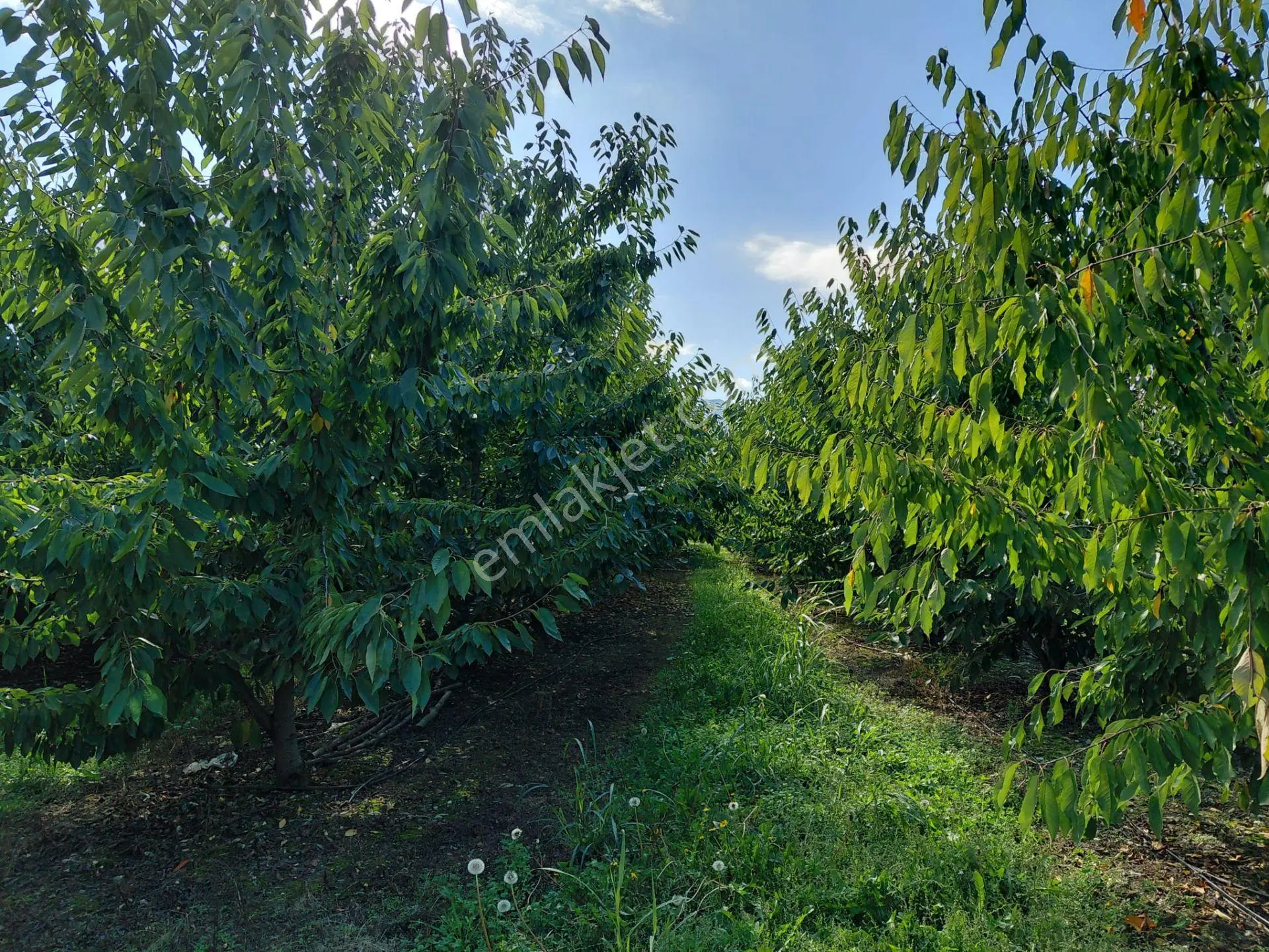Bizim Emlaktan Akşehir Atakent'te 5281 M² Satılık Meyve Bahçesi — fotoğraf 3