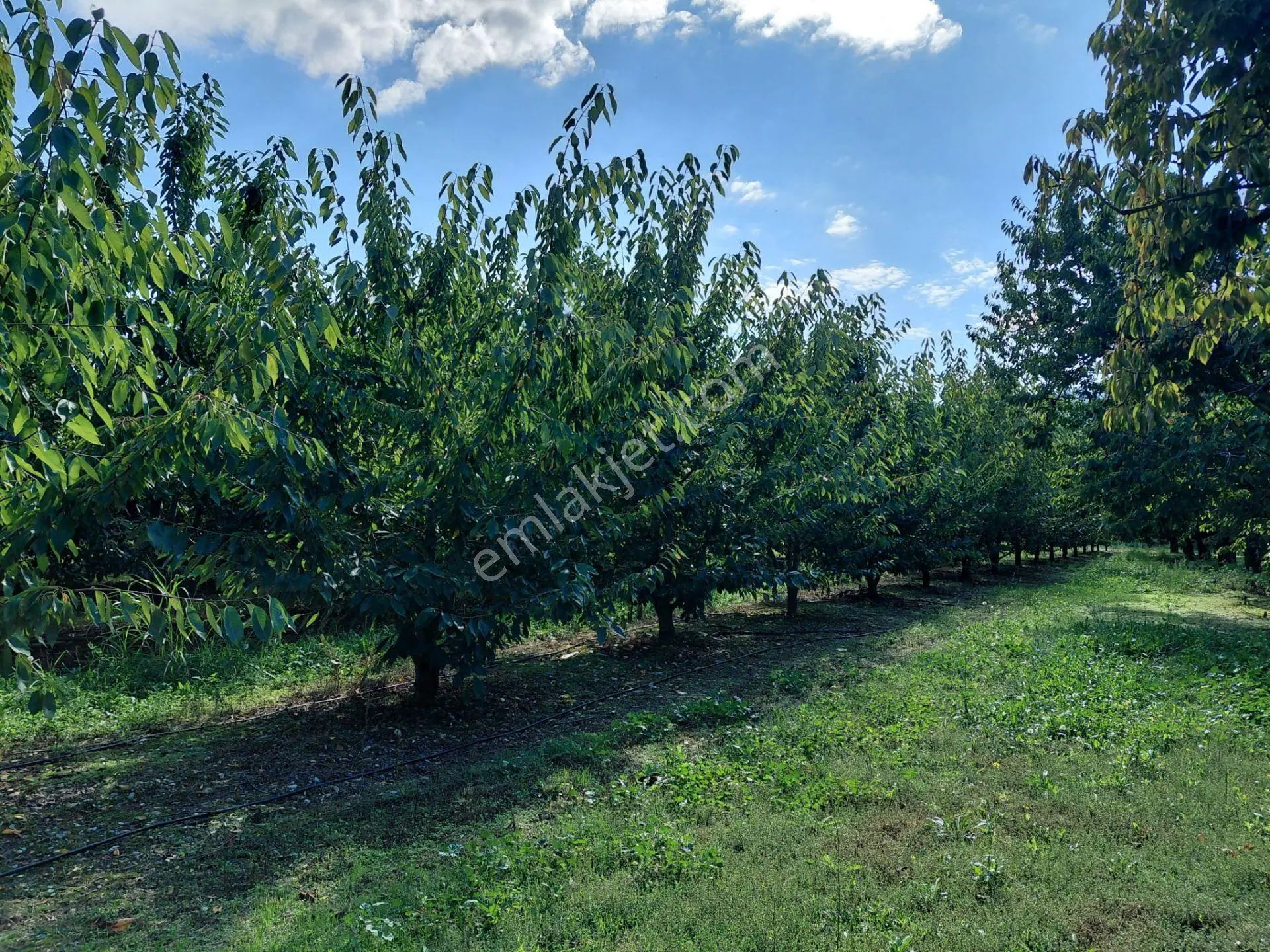 Bizim Emlaktan Akşehir Atakent'te 5281 M² Satılık Meyve Bahçesi — fotoğraf 4