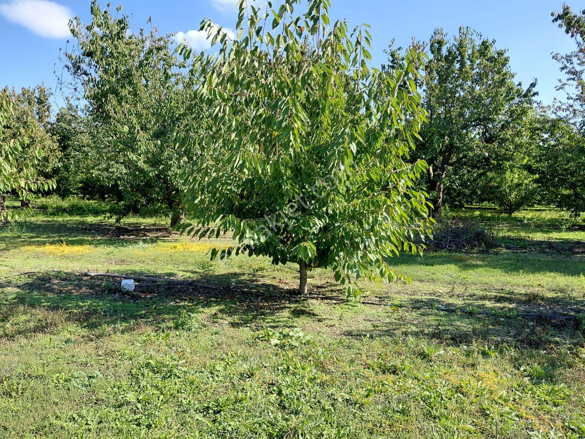 Bizim Emlaktan Akşehir Atakent'te 5281 M² Satılık Meyve Bahçesi — fotoğraf 25
