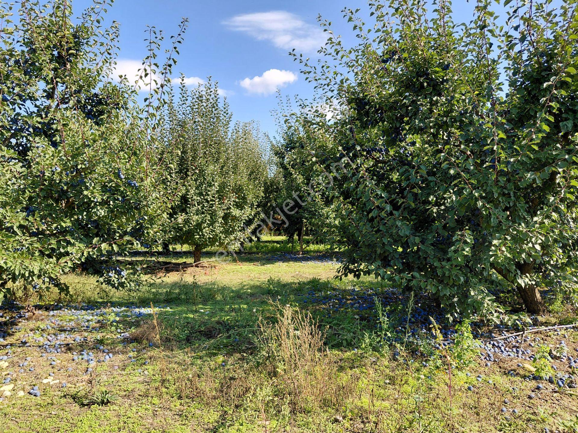 Bizim Emlaktan Akşehir Atakent'te 5281 M² Satılık Meyve Bahçesi — fotoğraf 26