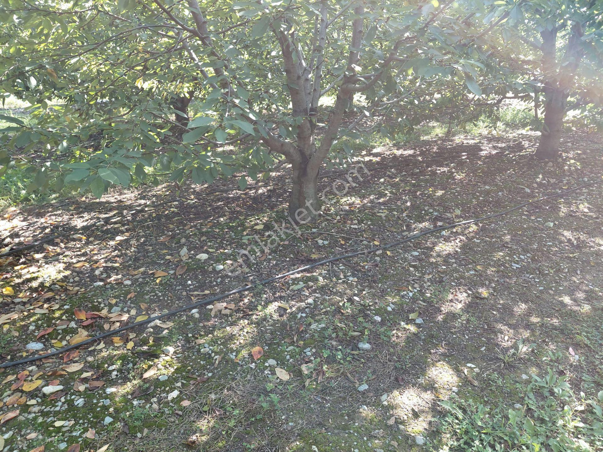 Bizim Emlaktan Akşehir Atakent'te 5281 M² Satılık Meyve Bahçesi — fotoğraf 28