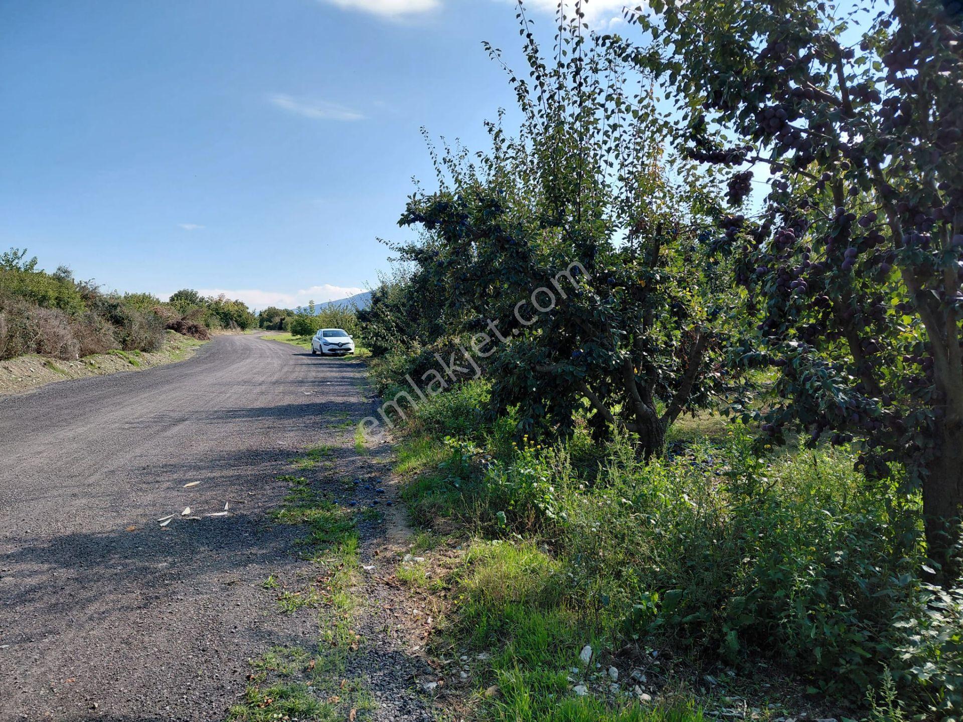 Bizim Emlaktan Akşehir Atakent'te 5281 M² Satılık Meyve Bahçesi — fotoğraf 31