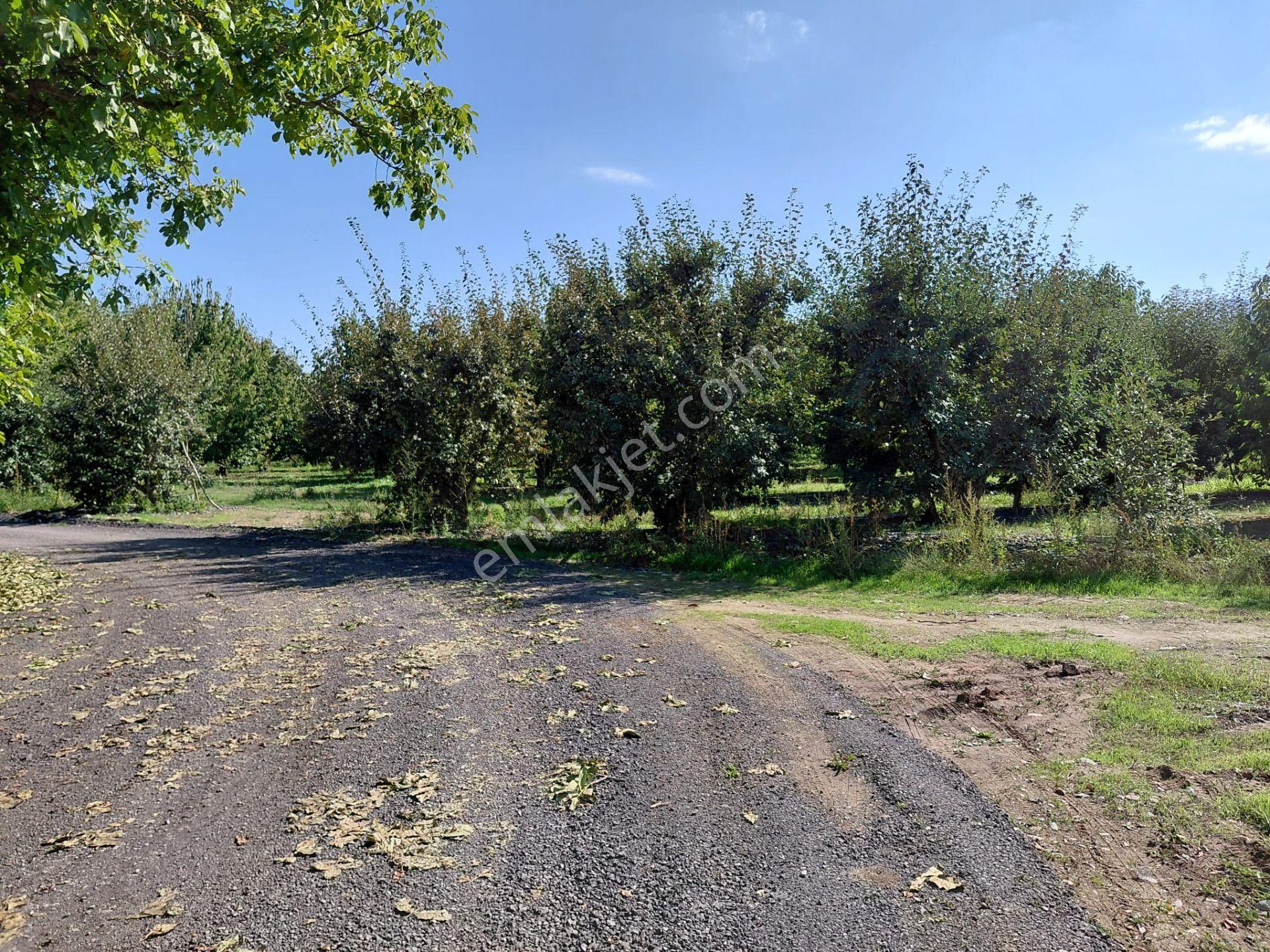 Bizim Emlaktan Akşehir Atakent'te 5281 M² Satılık Meyve Bahçesi — fotoğraf 33
