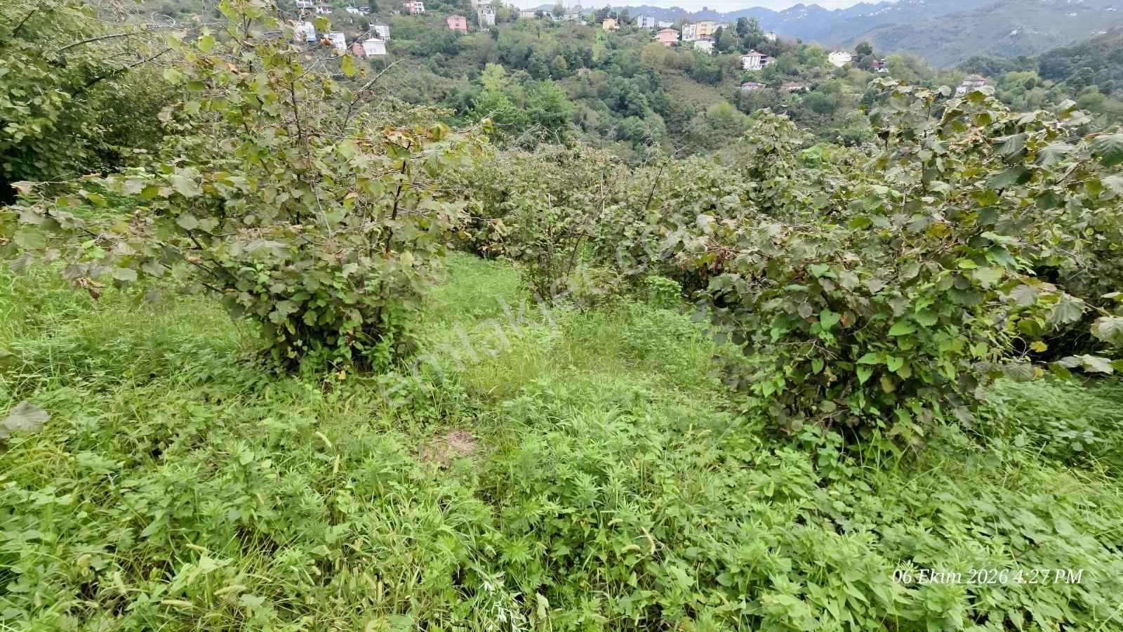 Şehirden Uzaklaşmadan, Köy Hayatına Dönmek İsteyenlere Özel! — fotoğraf 20