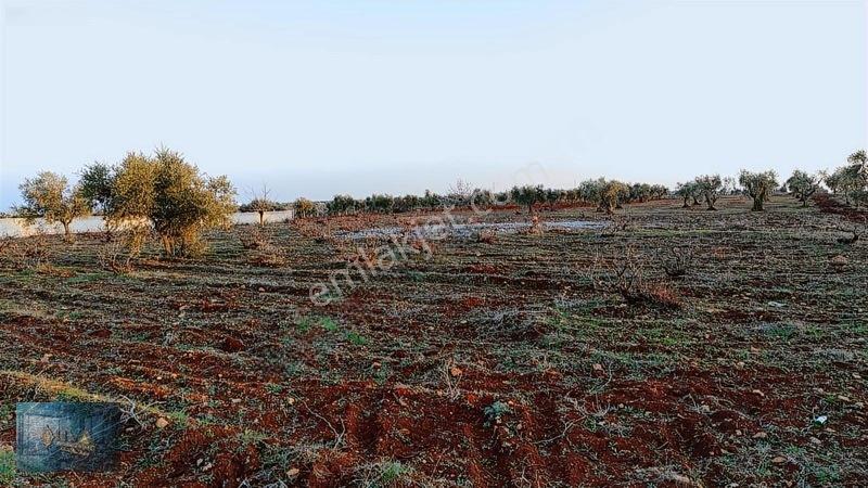 Liva Gayrimenkul'den Bağ Evlik Veya Yatırımlık Fırsat Arazi — fotoğraf 6