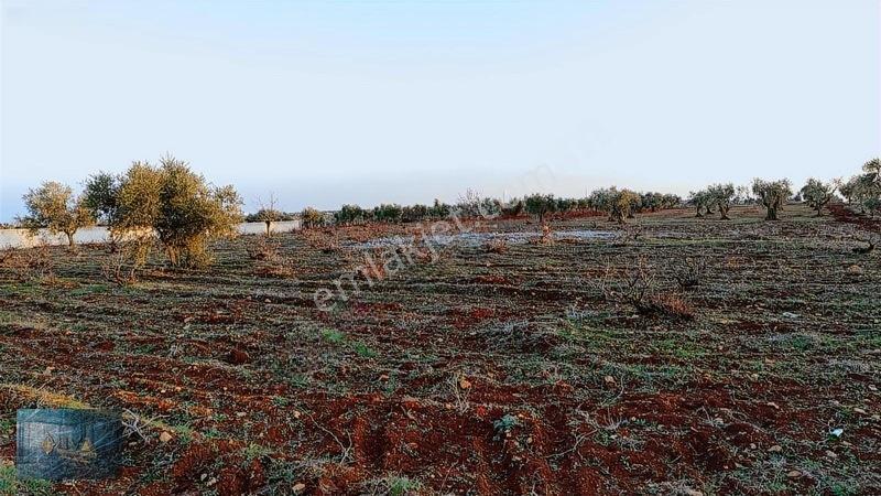 Liva Gayrimenkul'den Bağ Evlik Veya Yatırımlık Fırsat Arazi — fotoğraf 7
