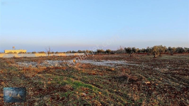 Liva Gayrimenkul'den Bağ Evlik Veya Yatırımlık Fırsat Arazi — fotoğraf 8