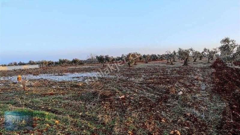 Liva Gayrimenkul'den Bağ Evlik Veya Yatırımlık Fırsat Arazi — fotoğraf 11