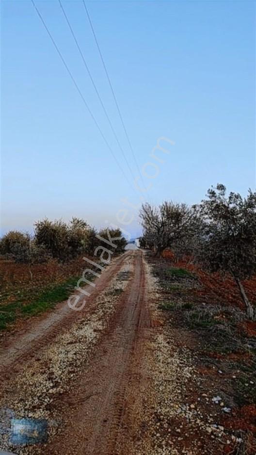 Liva Gayrimenkul'den Bağ Evlik Veya Yatırımlık Fırsat Arazi — fotoğraf 19