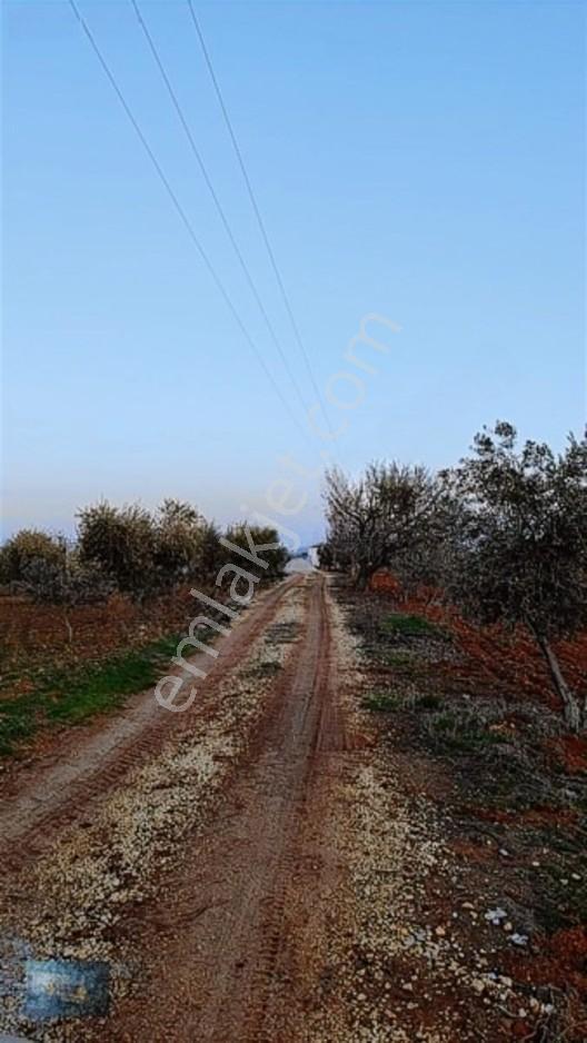 Liva Gayrimenkul'den Bağ Evlik Veya Yatırımlık Fırsat Arazi — fotoğraf 20